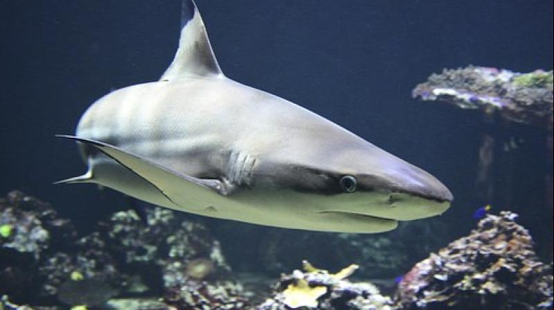 Researchers investigated the body composition of 32 shark species to understand their buoyancy control. (Photo: Pixabay)