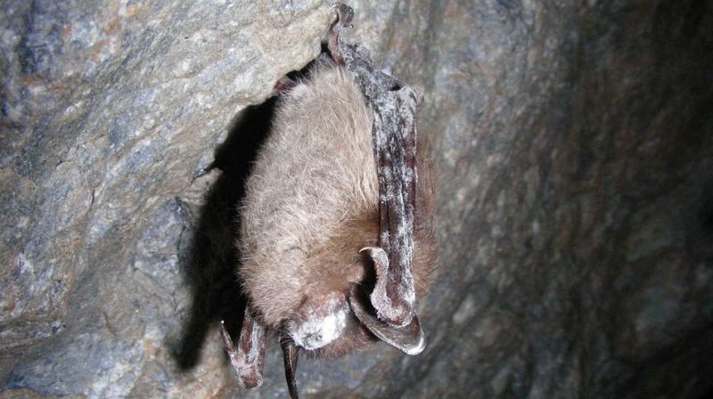 The bats may have an ability to recognize when the fungus reaches dangerous levels on their skin, allowing them to mount an immune response.