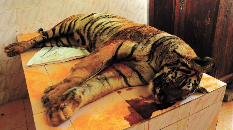 The carcass of the seven-year-old tigress. (Photo: DC)