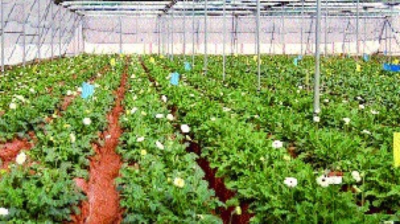 From a meagre 100 acres in the state for the past three decades, crops are now being grown in polyhouses in nearly 1,150 acres.
