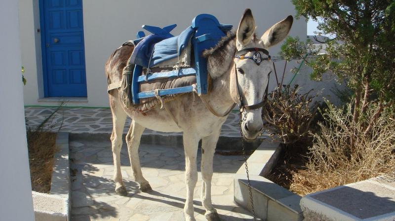 Donkeys have been the traditional means of transport on the Island of Santorini known for a hilly terrain (Photo: Pixabay)