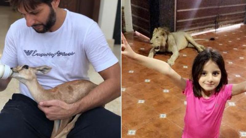 In the picture on the left, Boom Boom Afridi can be seen feeding milk to a young deer, whereas his daughter can be seen showing her fathers trademark wicket celebration in the picture on the right, with a lion in the background. (Photo: Screengrab / Shahid Afridi Twitter)