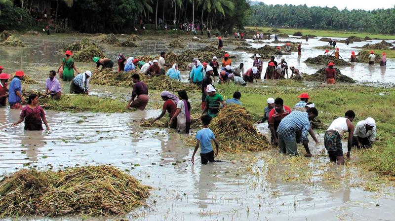 Volunteers clean up Avala Pandi as a part of reviving the 1500 acre paddy field near Perambra. 	(Photo: DC File)