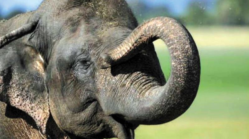 Among the elephants, forest officials said, four died of electric shock while gunshots killed two.