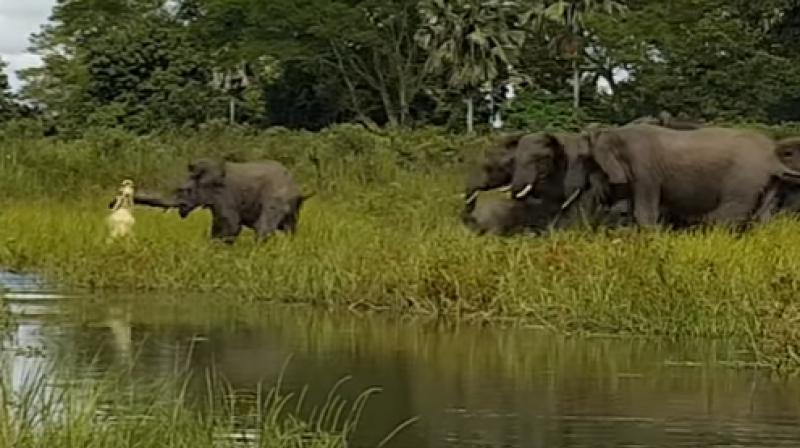 While the other elephants got scared and ran off, the baby elephant decided to fight the crocodile and survived it. (Photo: Youtube)