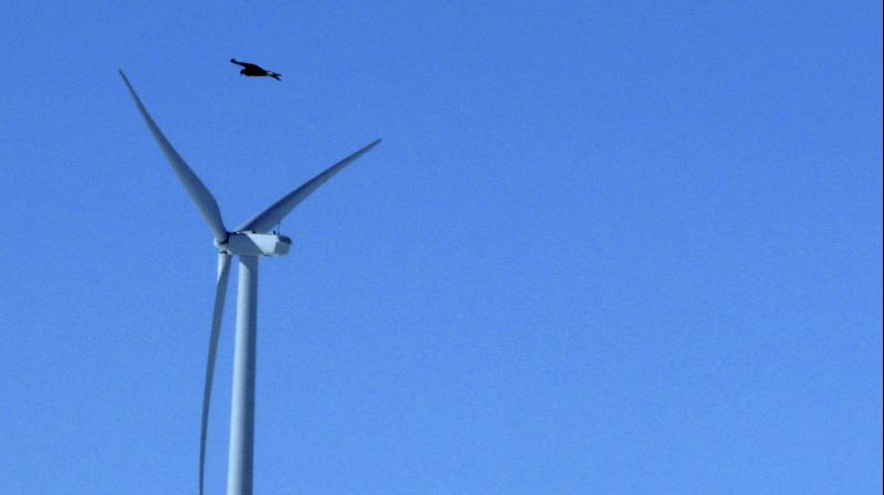 Under the new rule, wind companies and other power providers will not face a penalty if they kill or injure up to 4,200 bald eagles, nearly four times the current limit. (Photo: AP)