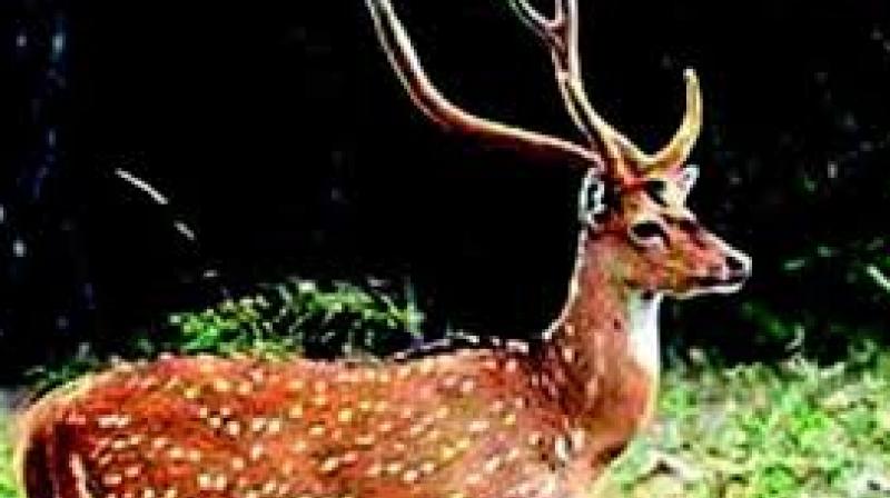The deer was an adult female. Forest authorities confirm that it was a hit-run accident because the stretch of road here passes through an area of the forest area which is prone to accidents.