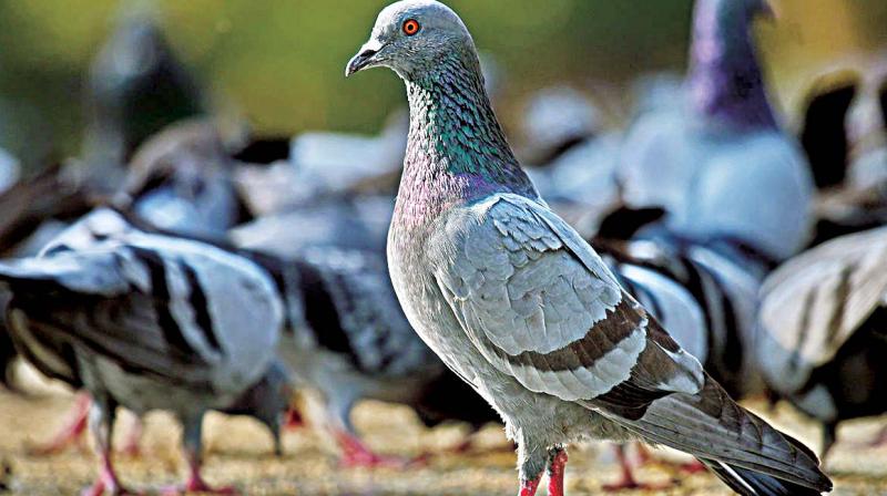 A bird rescuer has pointed out that feeding of pigeons could also lead to the outbreak of the flu in the future.