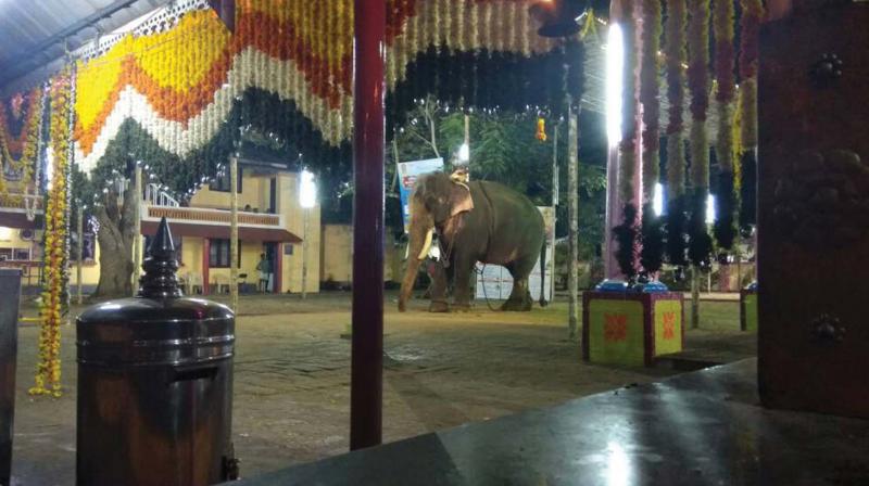 The elephant named Chulliparambil Vishnusankar which killed a mahout on Sunday at Kalathil Mahadeva Temple at Pallippuram after the incident.