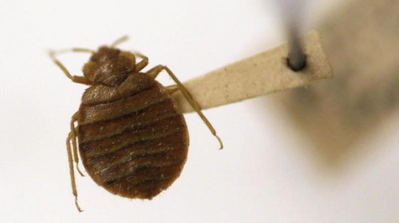 Researchers say that leaving worn clothes exposed in sleeping areas when travelling may lead to bed bug infestation. (Photo: AP)