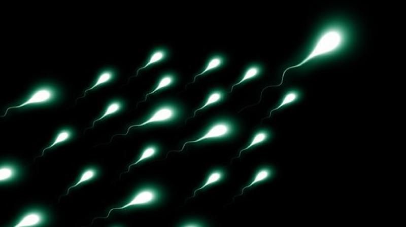While sperm shape and size declined, sperm numbers increased, \possibly as a compensatory mechanism\. (Photo: Pixabay)