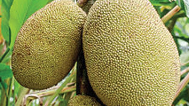 A detailed analysis of Keralas food balance sheet revealed that jackfruit and a host of traditional vegetables and tubers did the trick; they detoxified poisoned bodies.