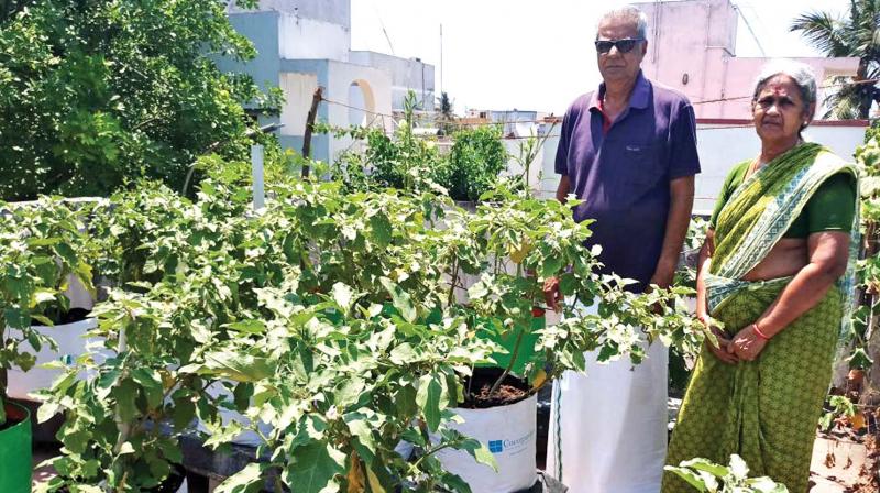 Janakiraman purchases the seeds from government shops and uses no chemical fertilisers but earthworms and vegetable debris as an organic fertiliser and neem oil as a natural insecticide.