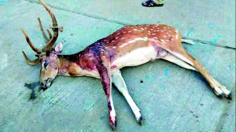 One of the deers that was killed in a hit-and-run incident on the Anantagiri road.