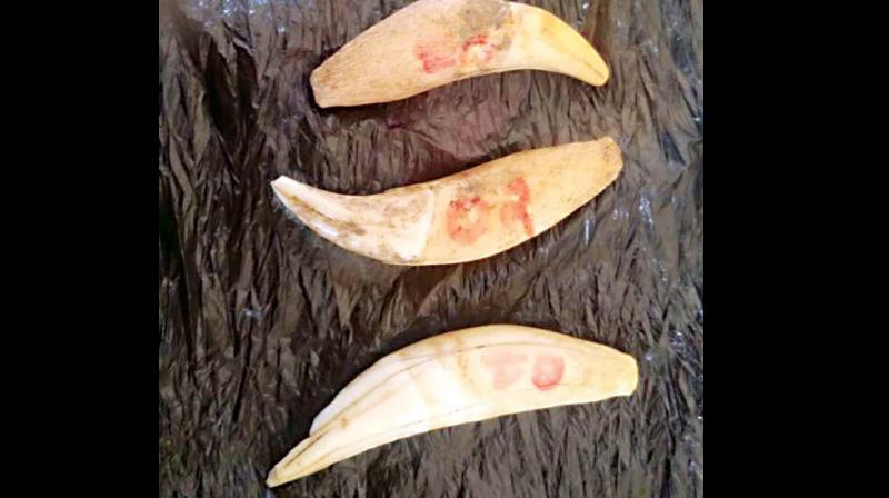 Tiger teeth recovered from the arrested