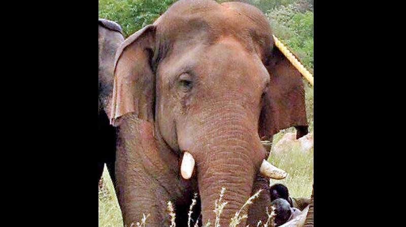 It was relocated and released in the Anamalai Tiger Reserve in a place called Varagaliyaaru. Meanwhile on Wednesday, forest department officials were disappointed after tracking Chinnathambi with the help of the radio frequency signals when they came to know he had begun heading towards a human habitat.
