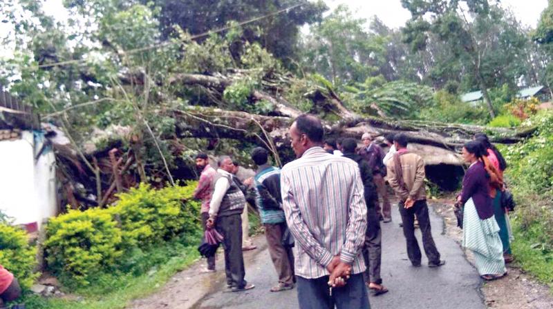 A huge tree got uprooted due to the rain and fell on a house at Annur near Chikkamagalur  (Image: KPN)