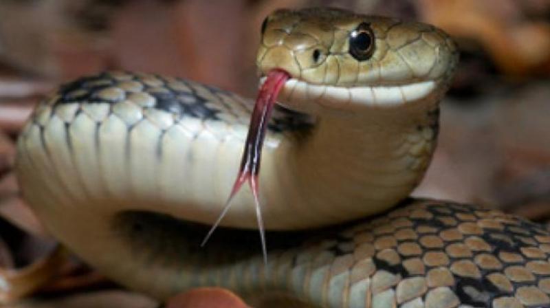 Snakes and scorpions infest the new campus of the Vikrama Simhaprui University at Kakuturu in the city outskirts.