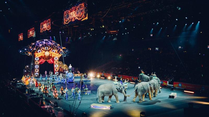 According to Cunningham, the ban is a preventive measure on ethical grounds, given that such circuses rarely visit Scotland now. (Photo: Pixabay)
