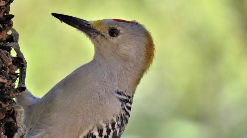 Woodpeckers have several adaptations to mitigate the impact of pecking, involving their beak, skull, tongue and the space between their brain and skull.