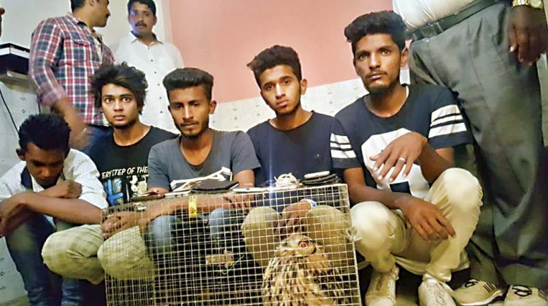 Five youth in the city were busted for trying to sell an owl. (Photo: DC)