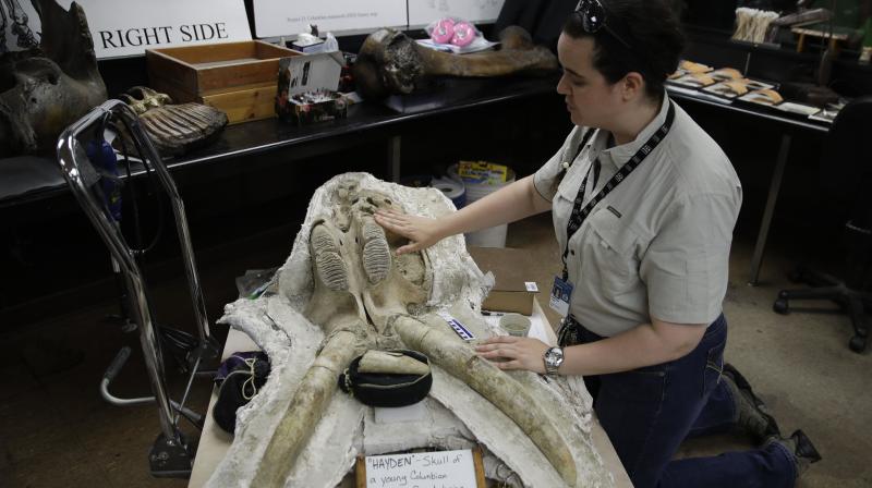 In this Aug. 15, 2017 photo, paleontologist Ashley Leger shows the skull of a young Columbian mammoth found at the construction site of the Metro Purple Line extension in Los Angeles. (Photo:AP)