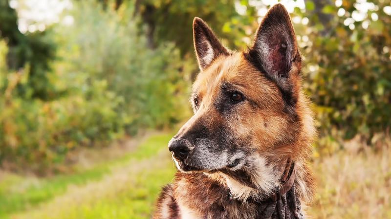 Dog named Captain who slept beside his masters grave in Cordoba every night for 10 years dies. (Photo: Pixabay)