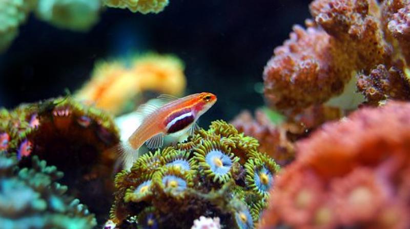 The Great Barrier Reef is certainly threatened by climate change, but it is not doomed if we deal quickly with greenhouse gas emissions. (Photo: Pixabay)