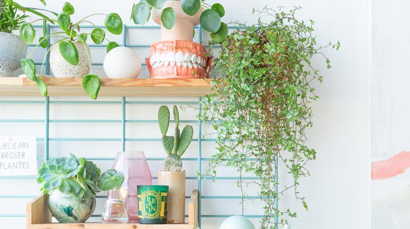 Beginners guide to indoor plants. (All Photos: