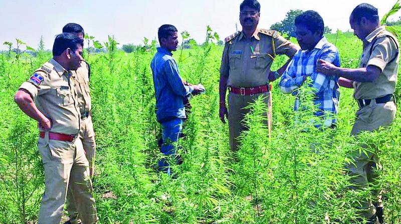 A ganja field at Manoor near Narayan Khed in Sangereddy district