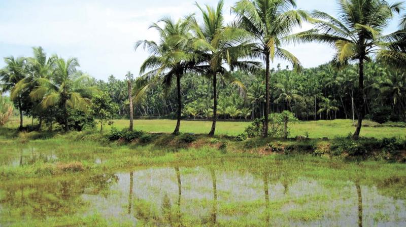 NGOs have also extended support to restart farming in the puncha.