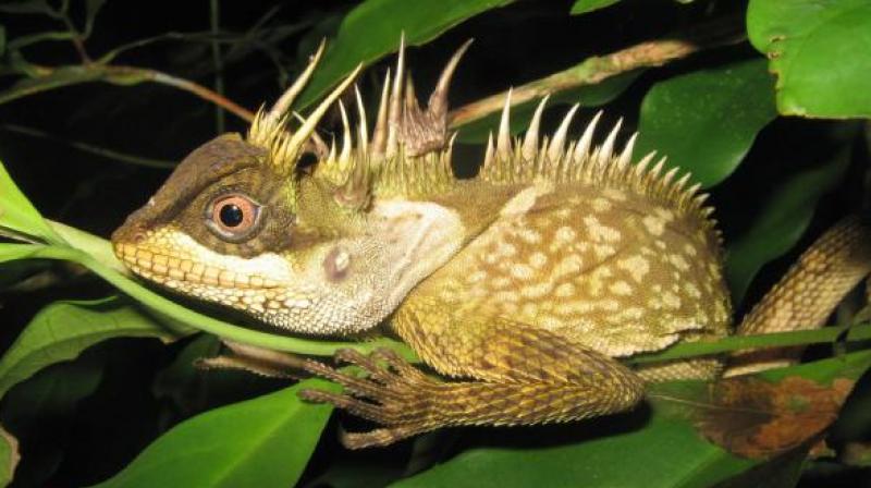 Each year scientists announce scores of new species discovered in the region, which includes Thailand, Myanmar, Cambodia, Laos and Vietnam.
