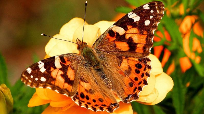 A large population of already vulnerable monarch butterflies are stuck in Canada.