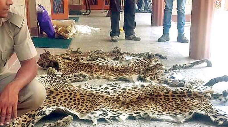 Gall bladders of Himalayan bear and leopard skins seized by Traffic India this May. (Photo: DC)
