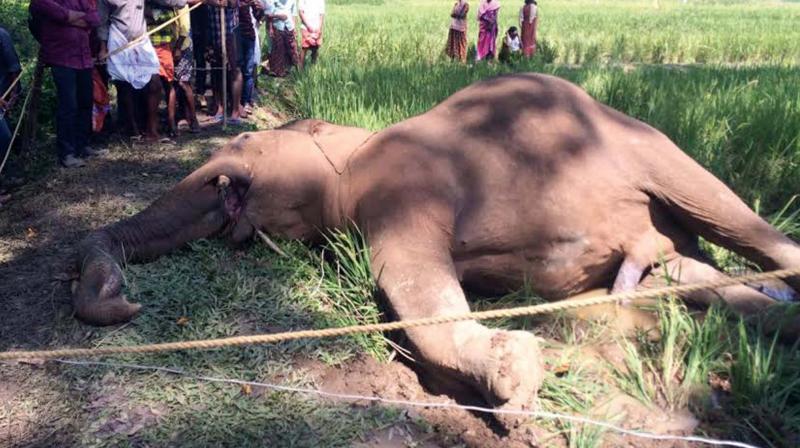 The makna elephant killed in the Pathiri section of South Wayanad forest division, Wayanad. (Photo: DC)