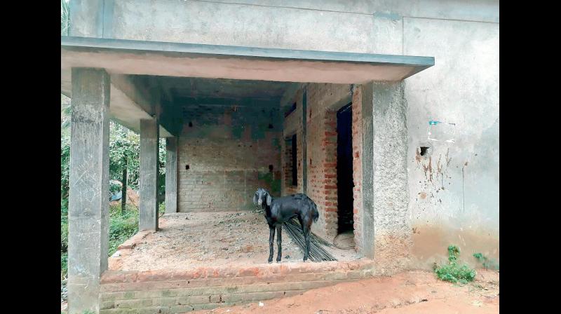 A classroom at Chigurupadu in Naidupeta mandal of Nellore district has not been completed becoming a favourite spot for cattle to take rest. (Photo: DC)