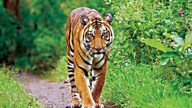 A tigress at the Bandipur reserve forest