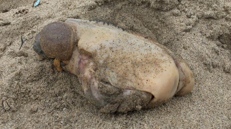Mystery creature discovered Leo Carrillo Beach in Malibu. (Photo: Reddit / xxviiparadise)