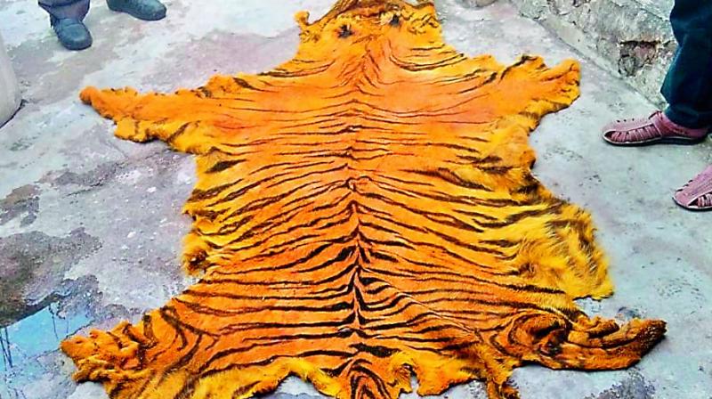 Tigers skin that was seized by the officials.