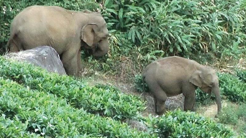 Wild jumbos that strayed into the Nanjappanchathiram limits in Coonoor slopes. (Photo:DC)