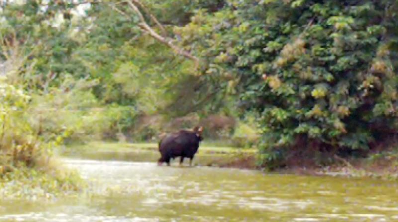 The Salem district forest officer (DFO), Mr Periyasamy said that the Kaatu Erumai (Indian Bison), suddenly appeared from nowhere at Kannangurichi and got into the huge Mukkaneri lake.