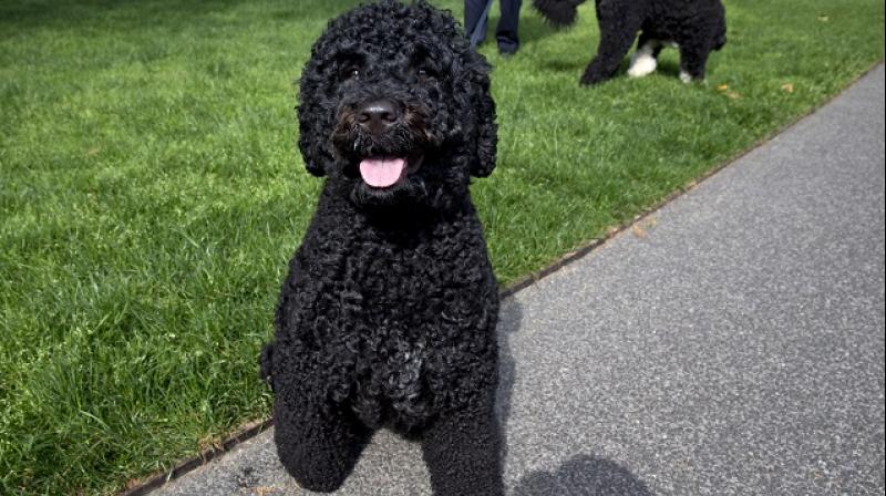 The girl, who was not identified, was bitten in the face on Monday when she went to pet the 4-year-old Portuguese Water Dog, TMZ.com reported.