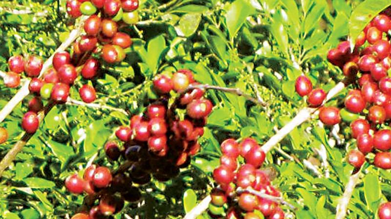 The last chunk of rainforest coffee on this planet is in India and grows along the Western Ghats covering Karnataka, Kerala and Tamil Nadu. (Photo: DC)