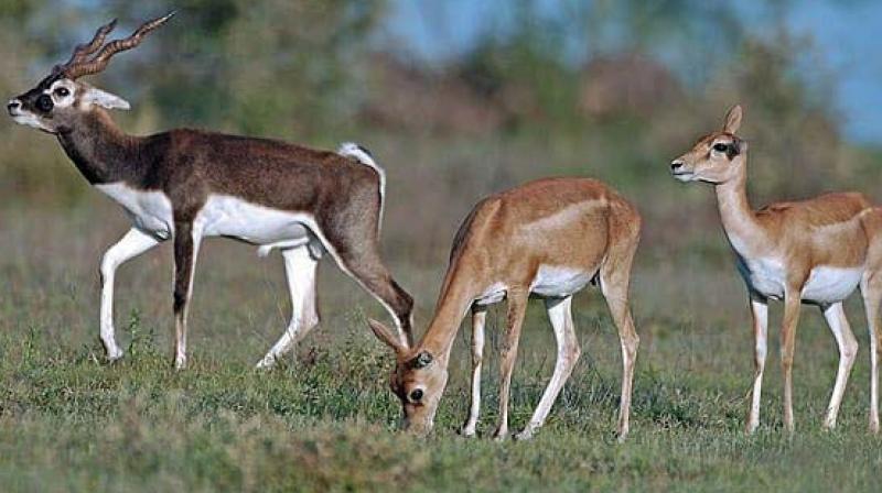 Rising blackbuck numbers a challenge to forest minister in home turf