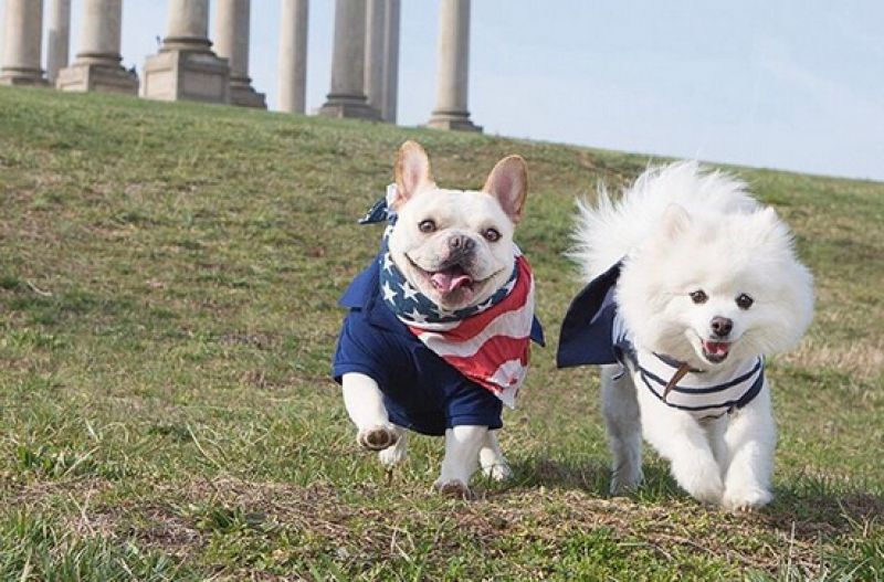 This engagement photoshoot of two dogs is just adorable