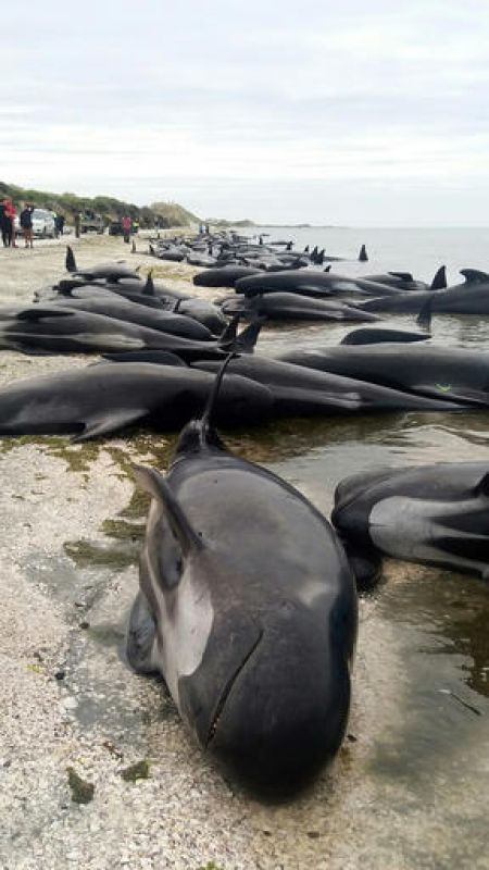 Hundreds of whales wash up dead on New Zealand beach