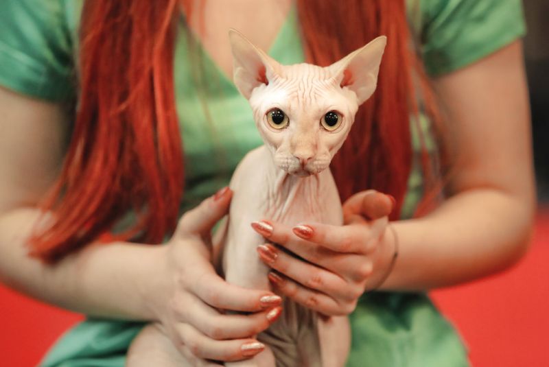 Lets get catty: Romania Cat festival glorifies feline love