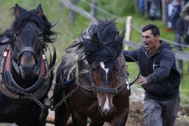 Bosnians celebrate centuries old horse logging tradition at festival