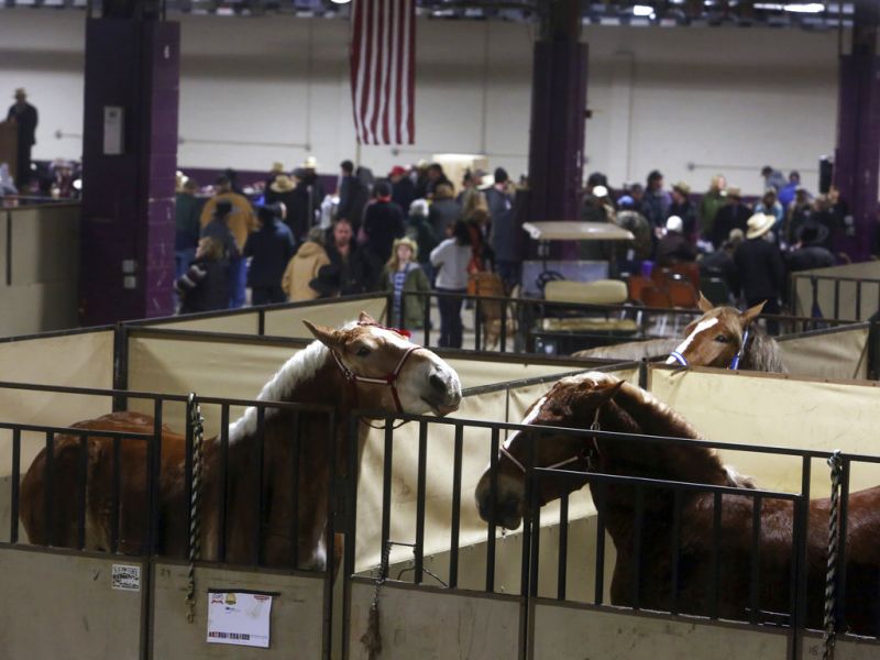 Horses get centre stage at Amish equestrian auction
