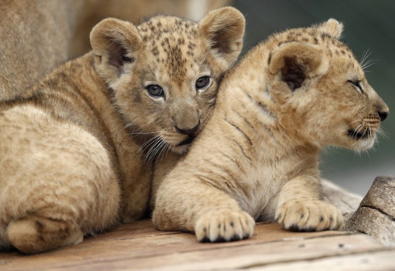 Mystery Shrouds Big Cat Cub Deaths At Zoo Mystery Shrouds Big Cat Cub Deaths At Zoo